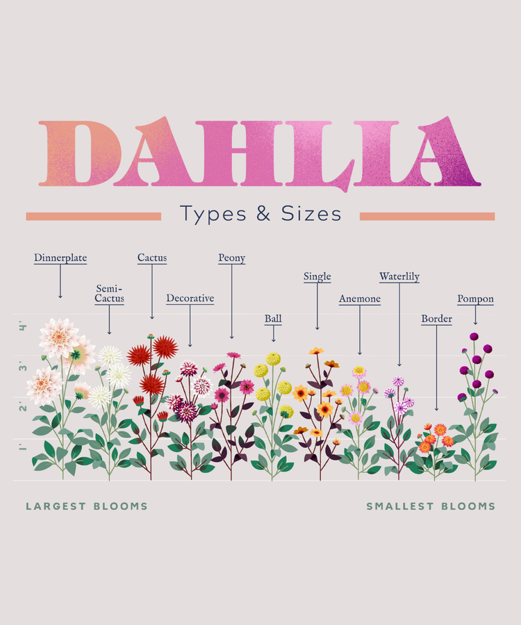 Planning Guide for Dahlias