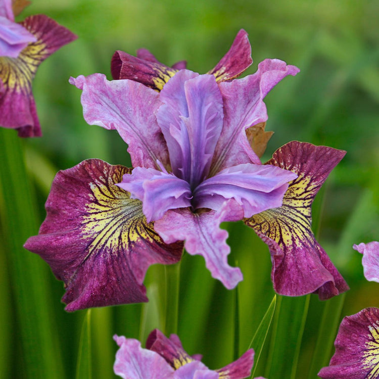 Iris Siberica Miss Apple