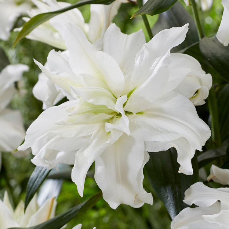 The flower of pure white double Oriental lily Roselily Ramona.