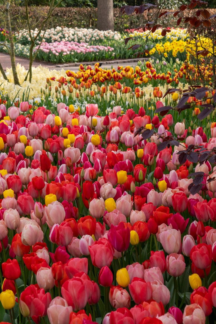 Information about All About Tulips