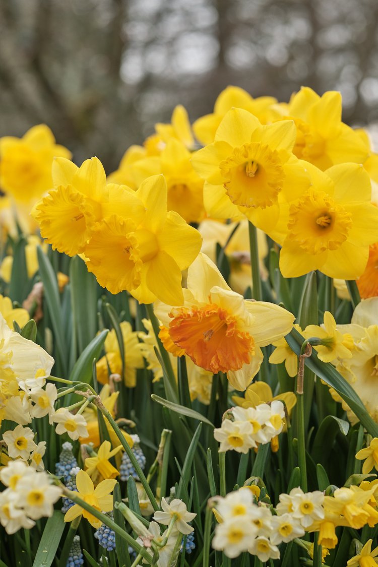 Information about Types of Daffodils to Know and Grow