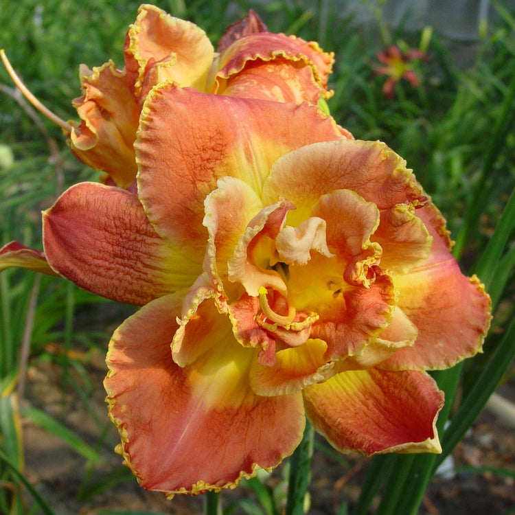 Daylily Susan Pritchard Petit