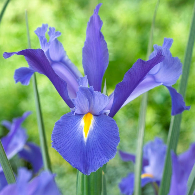 Dutch Iris Hollandica Discovery (Spring)