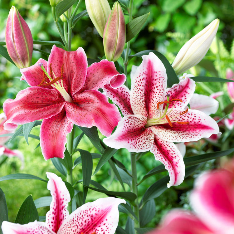 Lily Oriental Corvara & Dizzy