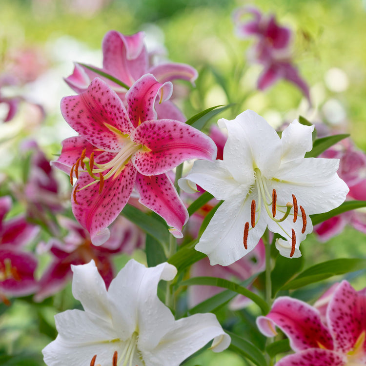 Lily Oriental Casa Blanca & Stargazer
