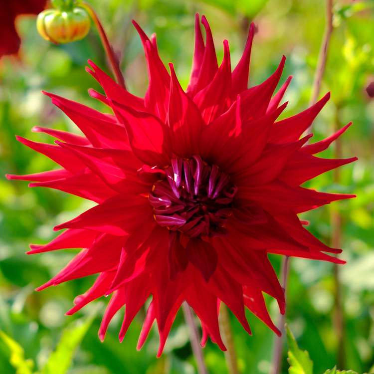 Dahlia Dinnerplate Holly Huston