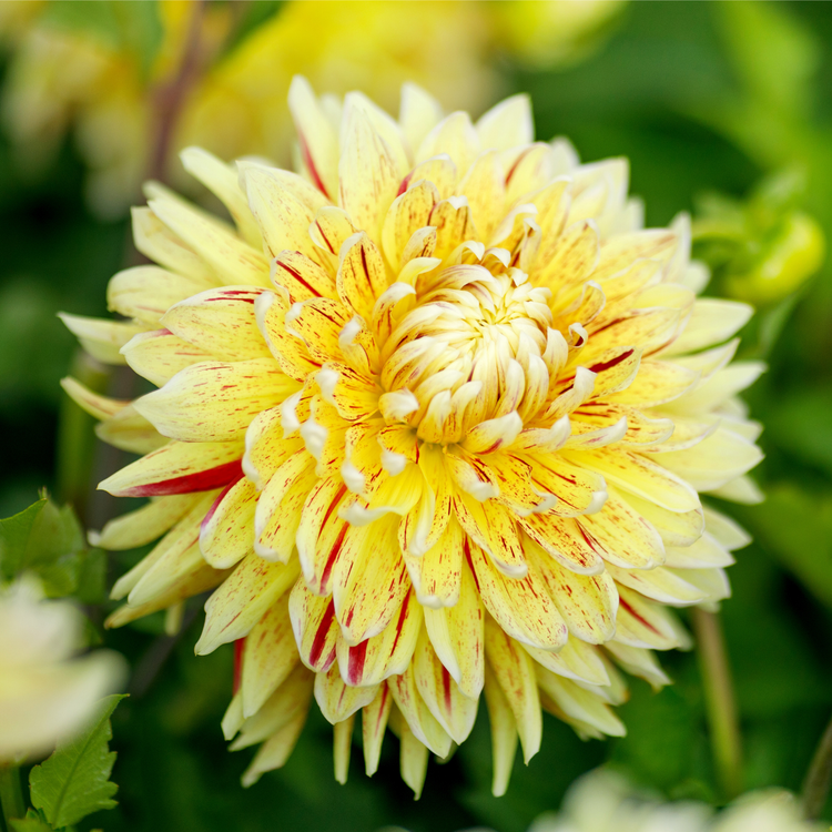 Dahlia Dinnerplate Cambridge