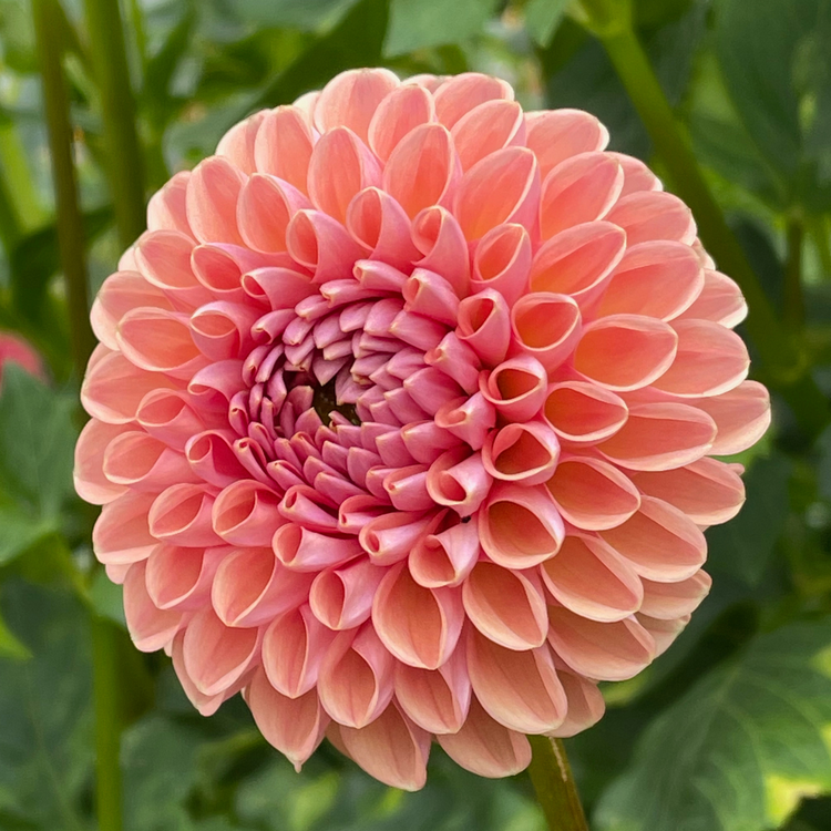 Dahlia Ball Cornel Bronze