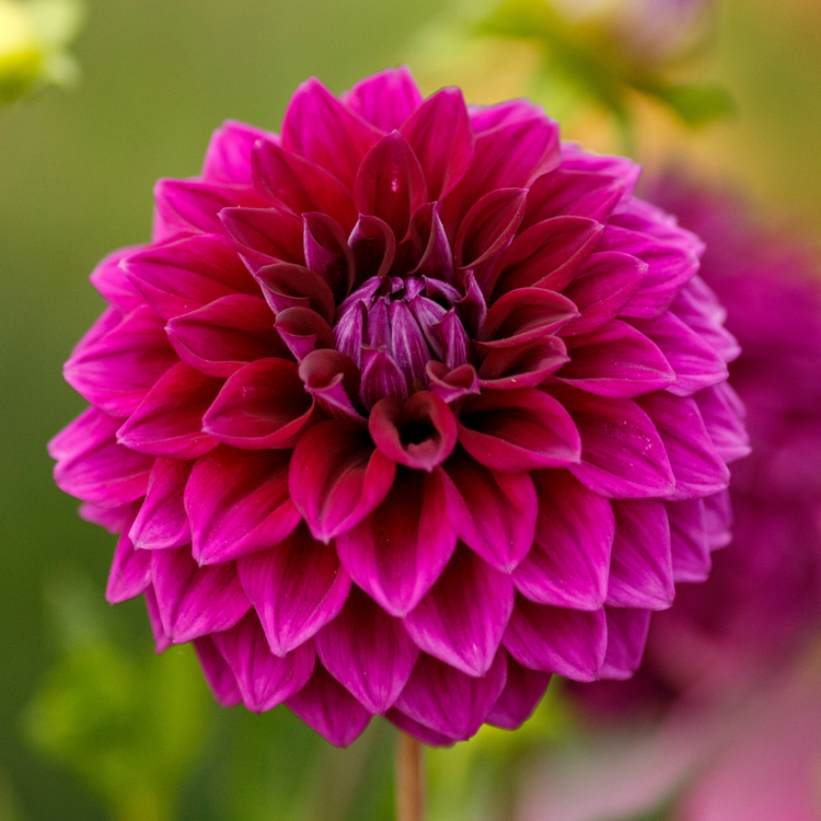 Dahlia Decorative Diva