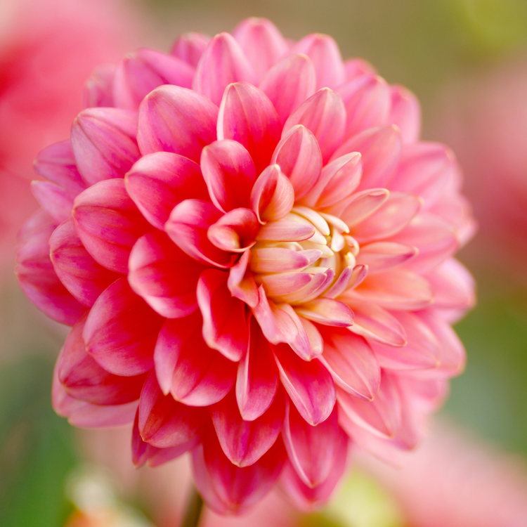 Dahlia Border Decorative Melody Pink Allegro