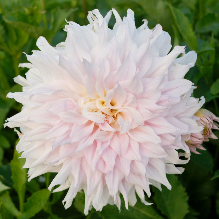 Dahlia Dinnerplate Shiloh Noelle