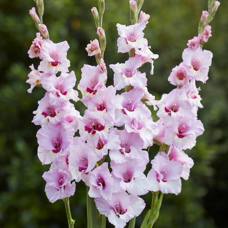 Gladiolus Zamora