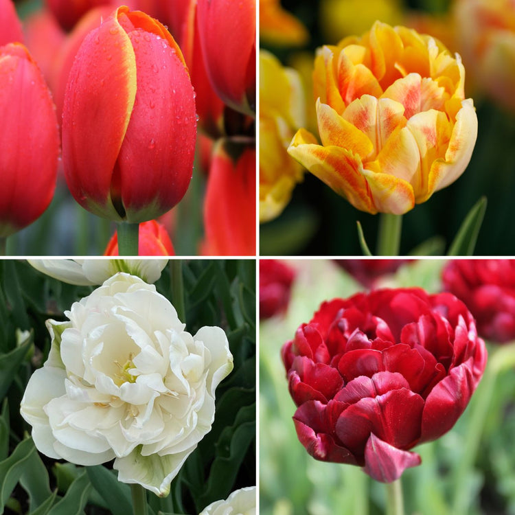 Tulip Assorted Fragrant Collection