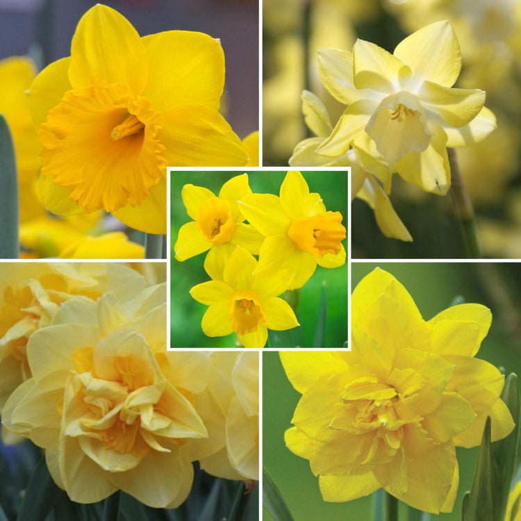 Daffodil assorted classic yellow collection with five different varieties of yellow daffodils, including Dutch Master, Golden Ducat, Sherborne, Pipit and Tete a Tete.