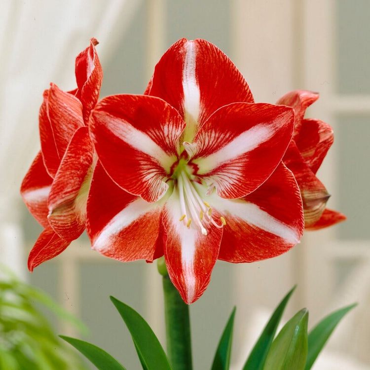 Amaryllis Single Stargazer