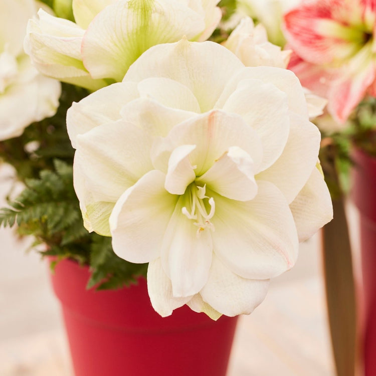 Amaryllis Double White Amadeus