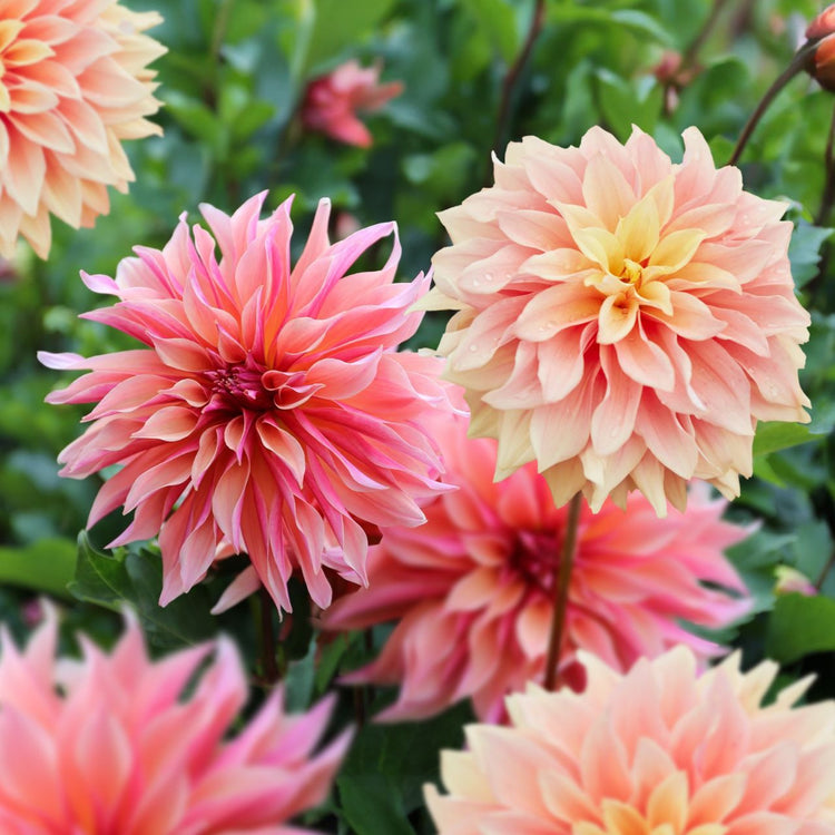 Dahlia Labyrinth & Tyrell