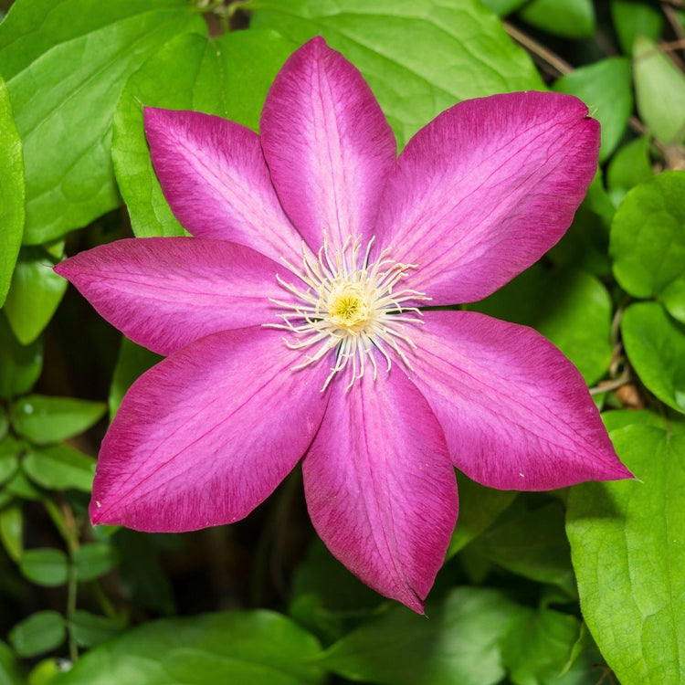 Clematis Pink Champagne