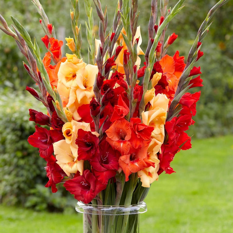 Gladiolus Flame Mix - Bulk Offer
