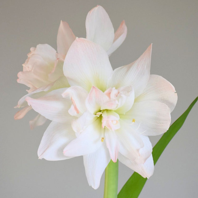 Amaryllis Double Arctic Nymph