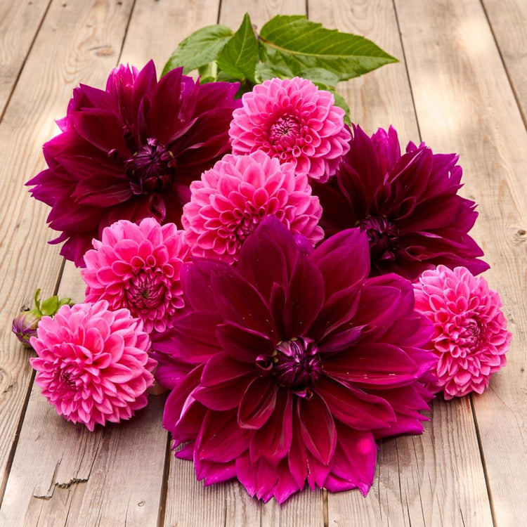 Dahlia Decorative Thomas Edison & Sandra