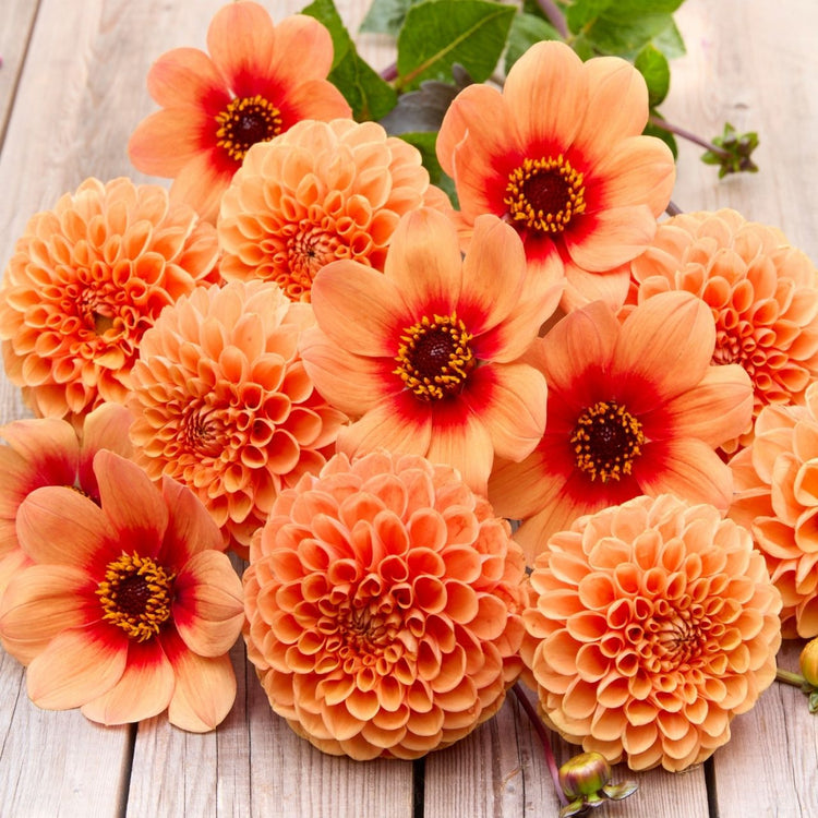 Dahlia Assorted Maarn & HS Date