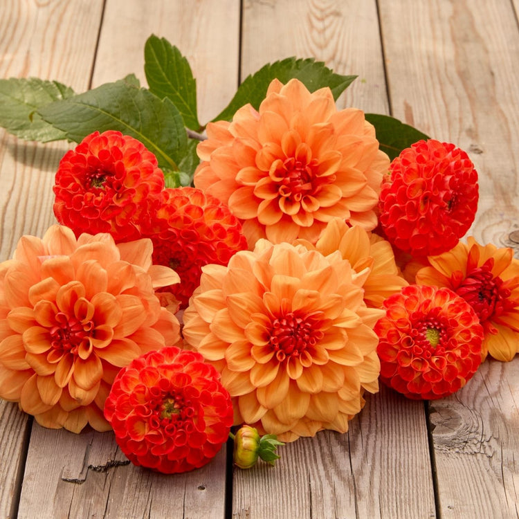 Dahlia Assorted Mirella & David Howard