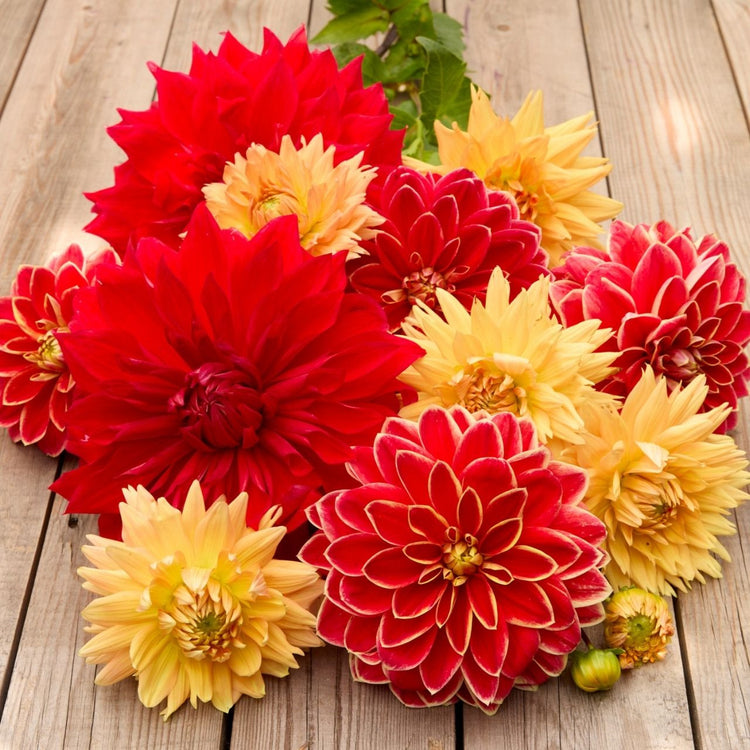 Dahlia Decorative Golden Hour Collection