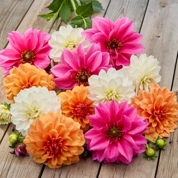 Dahlia Assorted Apricot Rose Collection
