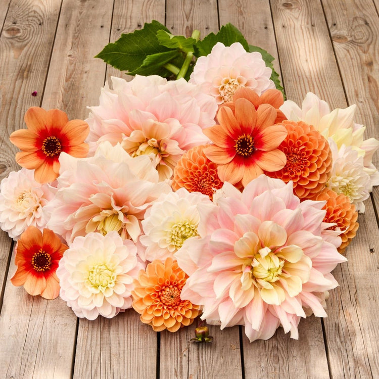 Dahlia Assorted Terracotta Blush Collection