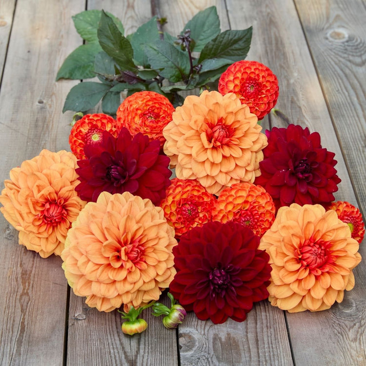 Dahlia Assorted Harvest Collection