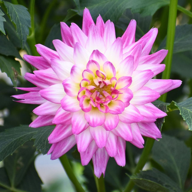 Dahlia Cactus Karma Pink Corona