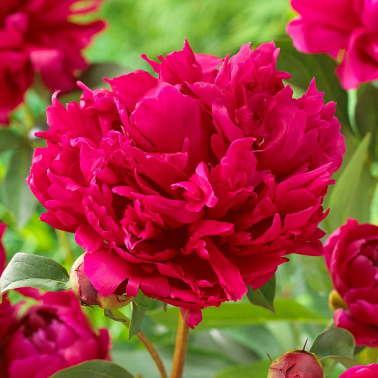 Peony Lactiflora Red Magic