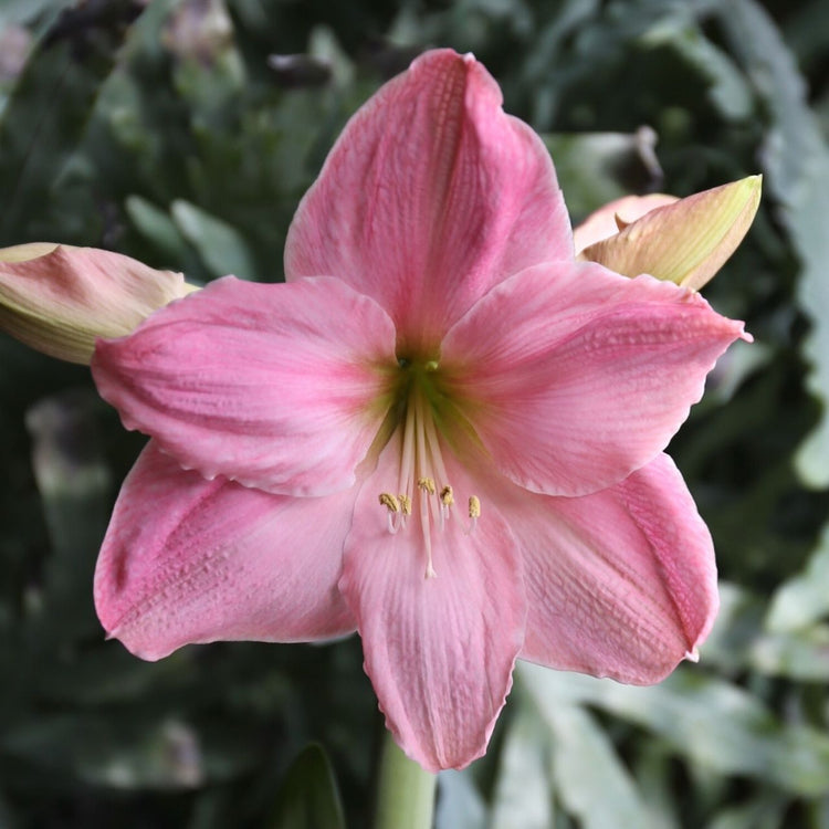 The pale pink flowers of amaryllis Sweet Star blooming indoors during midwinter.