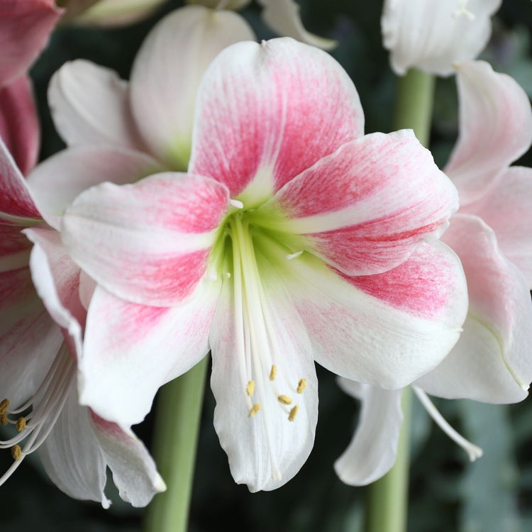 Amaryllis Single Rosy Star