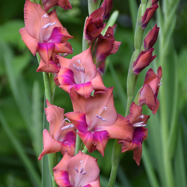 Gladiolus Large Flowering Tricolore