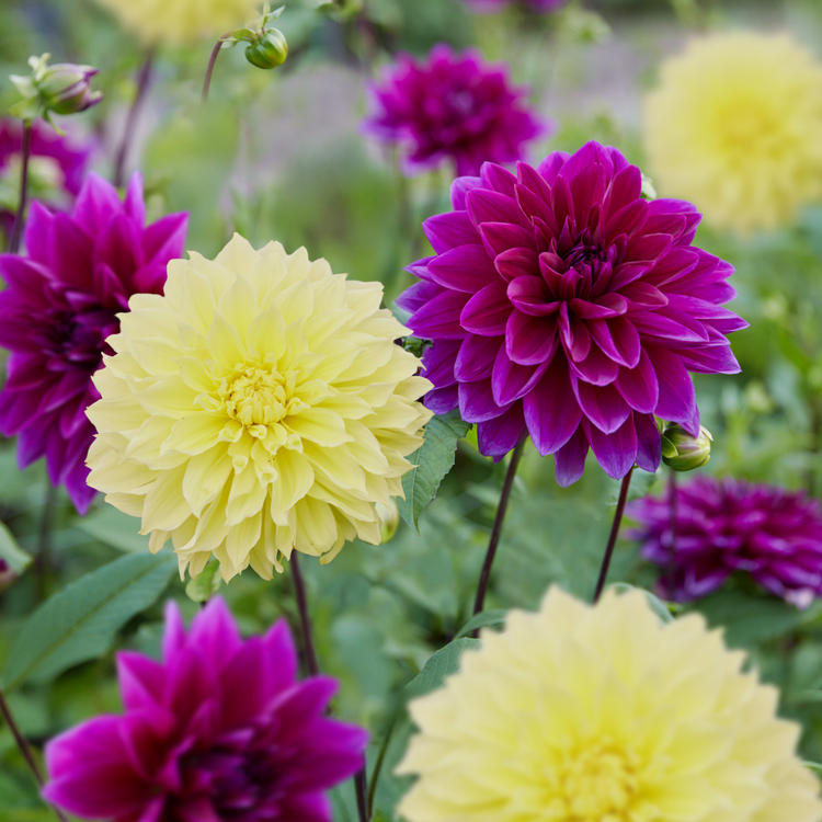 Dahlia Assorted Thomas Edison & Kelvin Floodlight