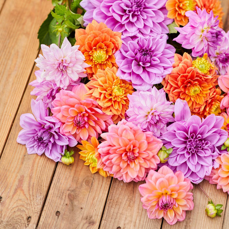 Dahlia Assorted Creamsicle Collection