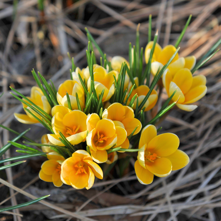 Crocus Species Romance
