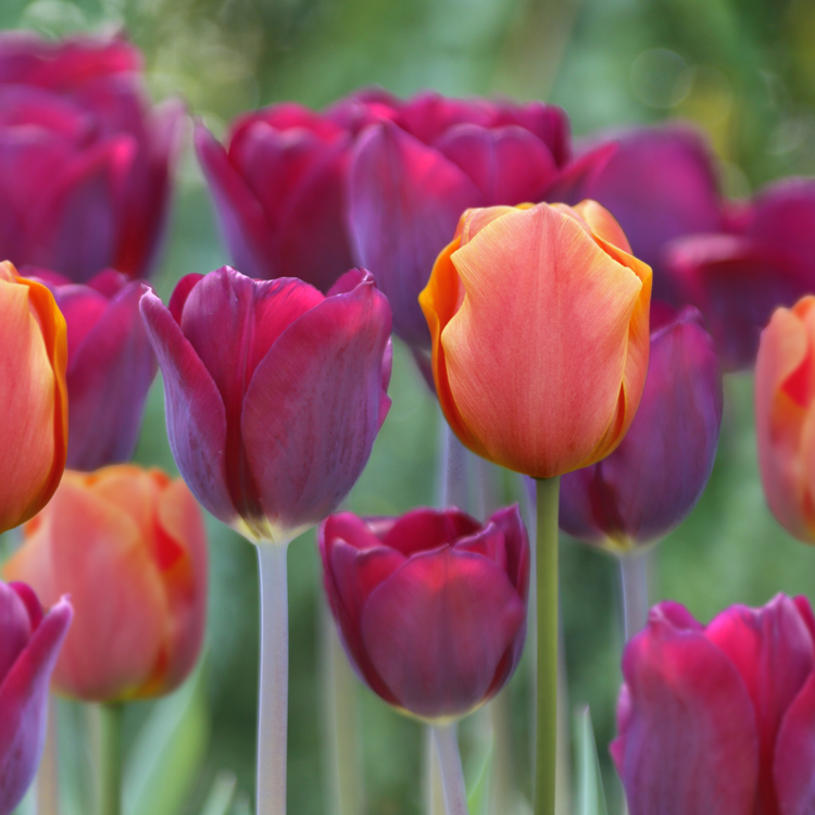 Tulip Triumph Jimmy & Purple Lady