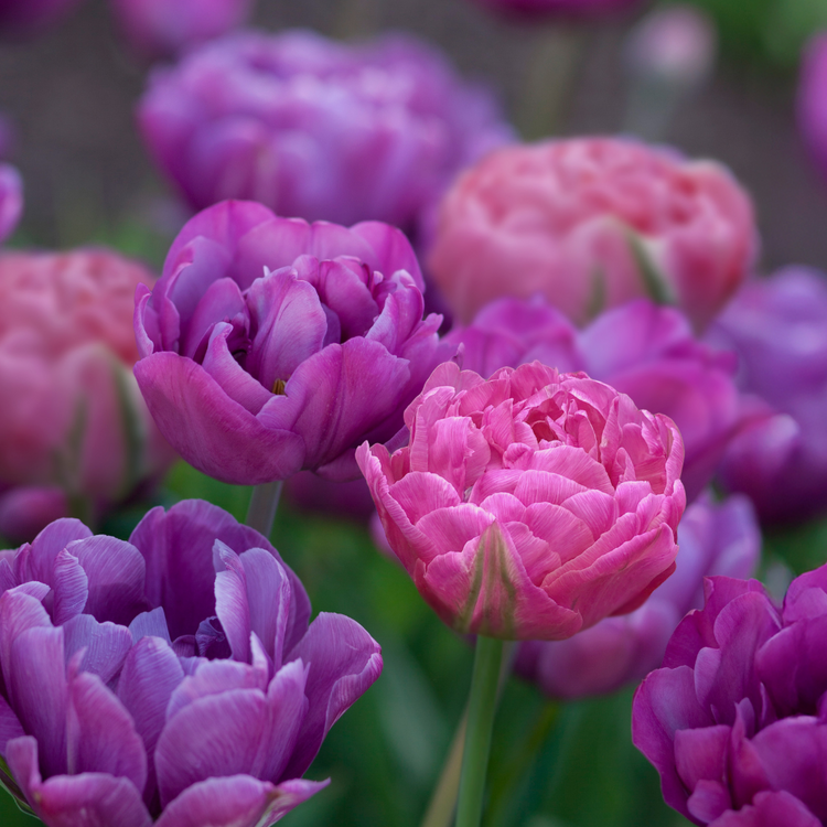 Tulip Double Late Amazing Grace & Blue Spectacle