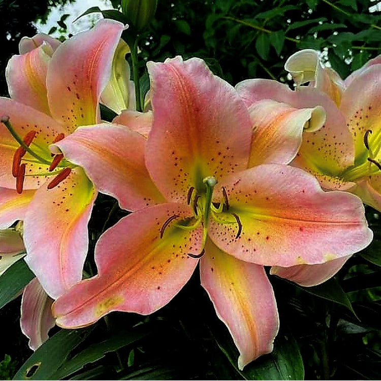 Lily Oriental Salmon Party (Spring)