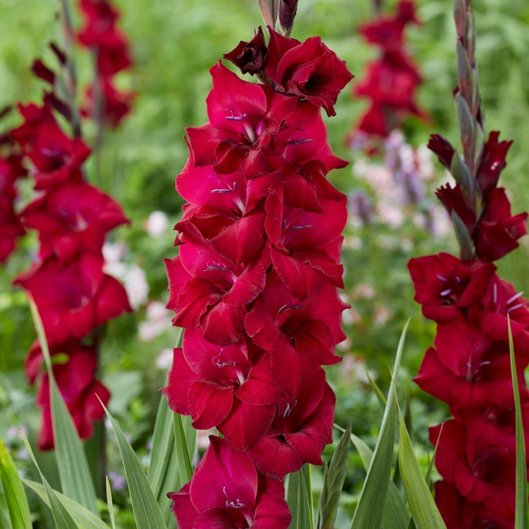 Gladiolus Black Star