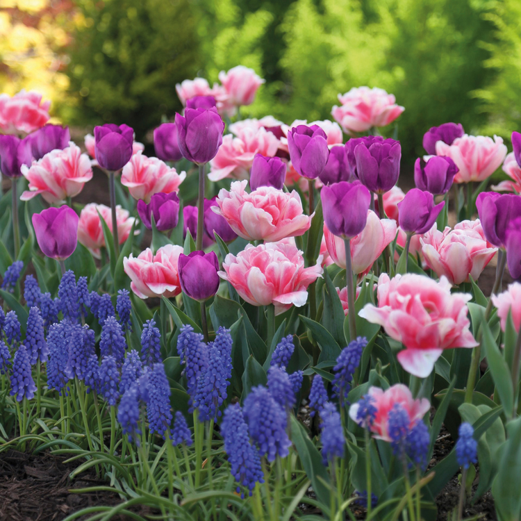 Mix of tulips with beautiful color scheme for garden.