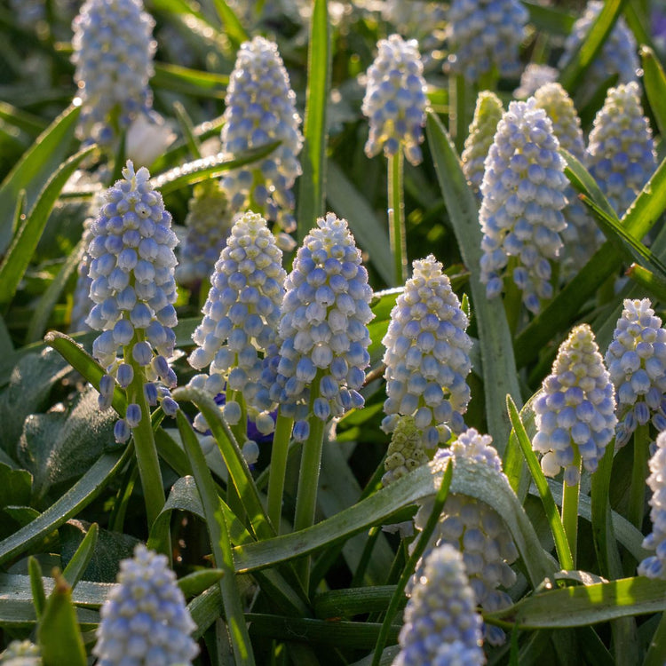 Muscari Alaska