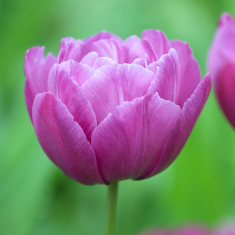 Tulip Double Late Blue Spectacle