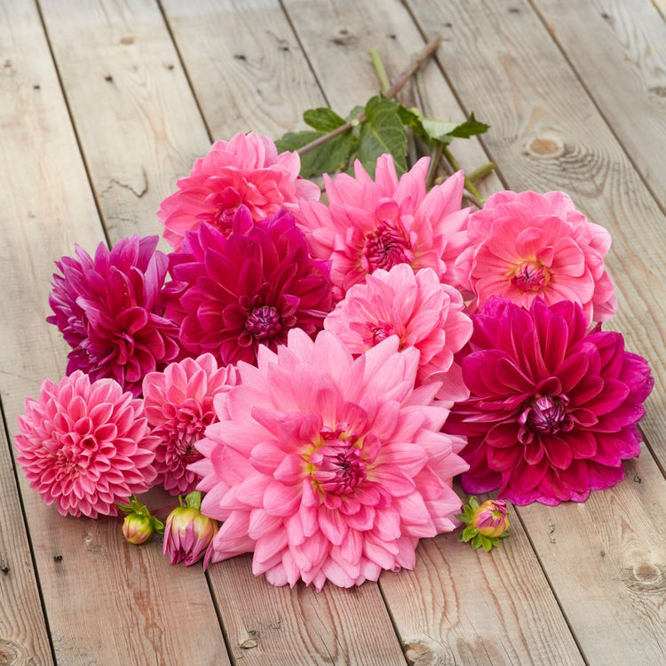 Dahlia Assorted Watermelon Rose Collection