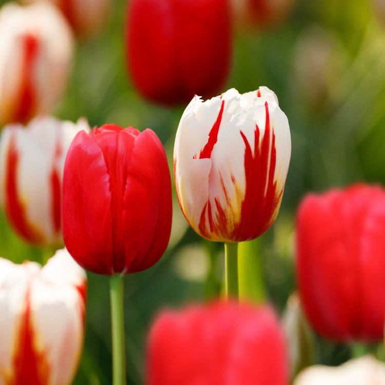 Tulip Triumph Happy Generation & Holland Red