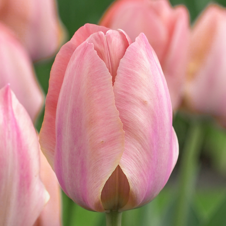 Tulip Darwin Hybrid Salmon Van Eijk