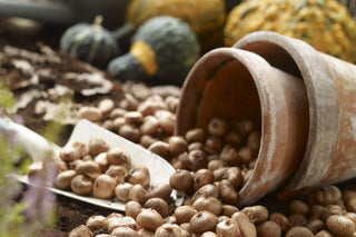 Best Tools for Planting Fall Bulbs (Video)